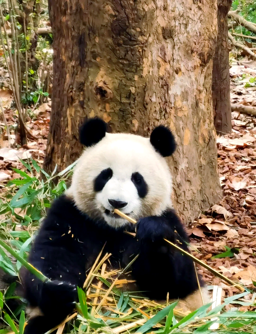 Giant pandas