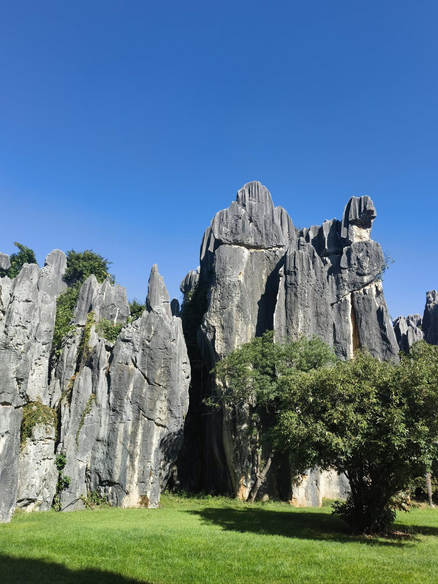 Stone Forest