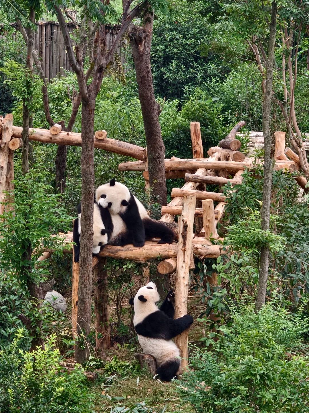 Giant pandas