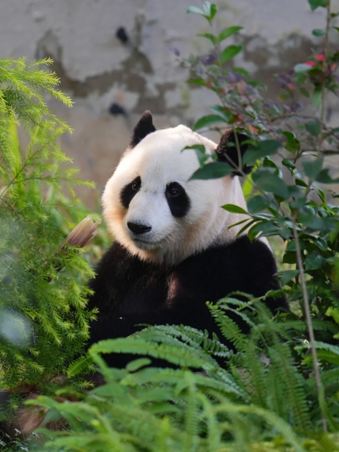 Chengdu panda breeding enclosure