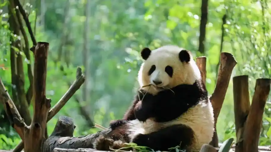 Chengdu panda breeding enclosure