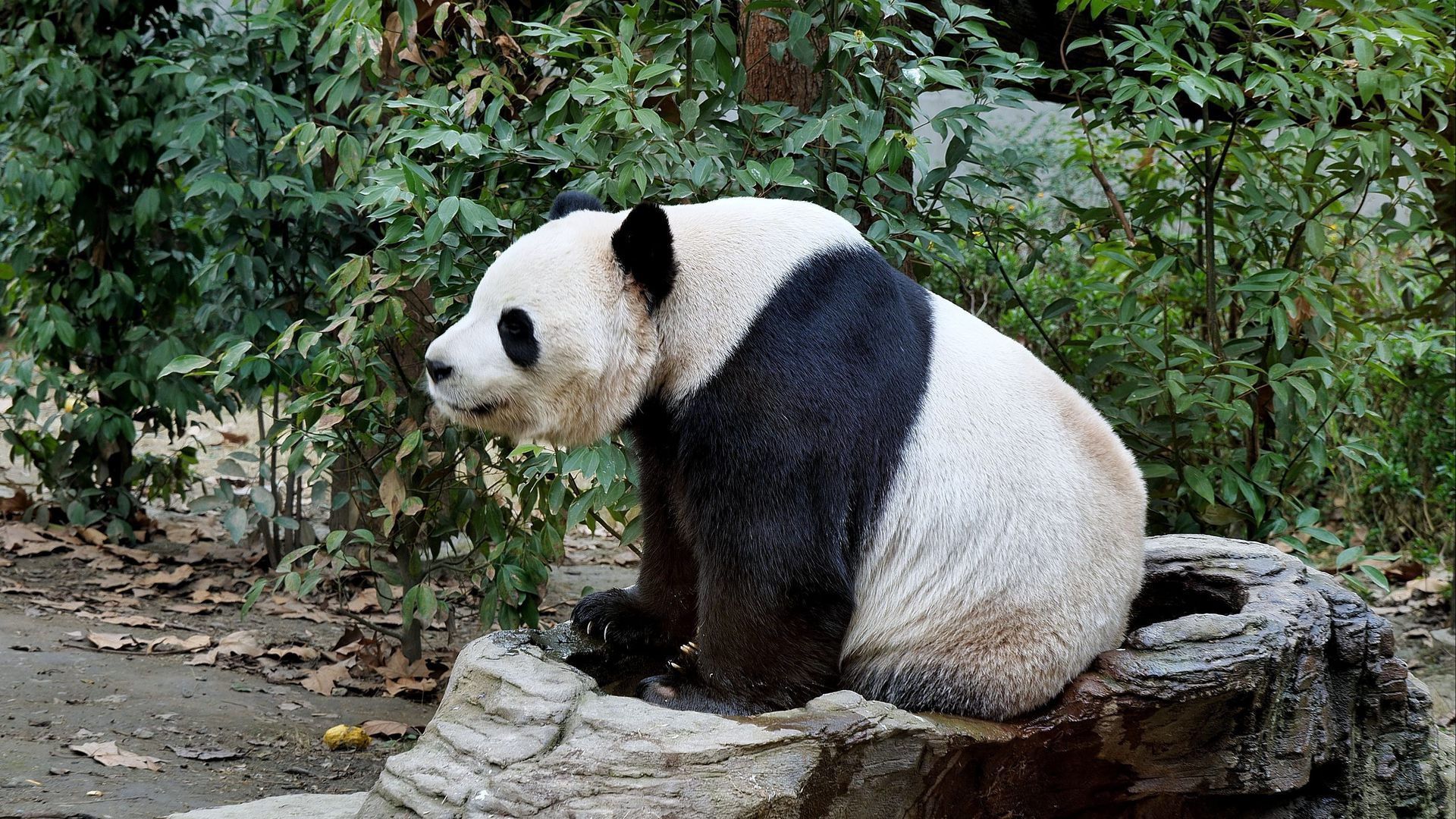 Giant panda at Chengdu base