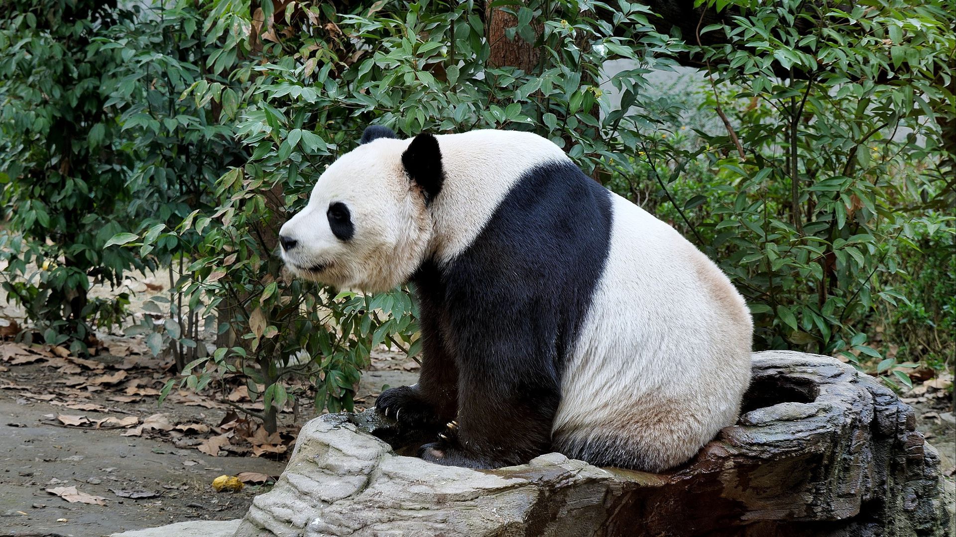 Pandas 2