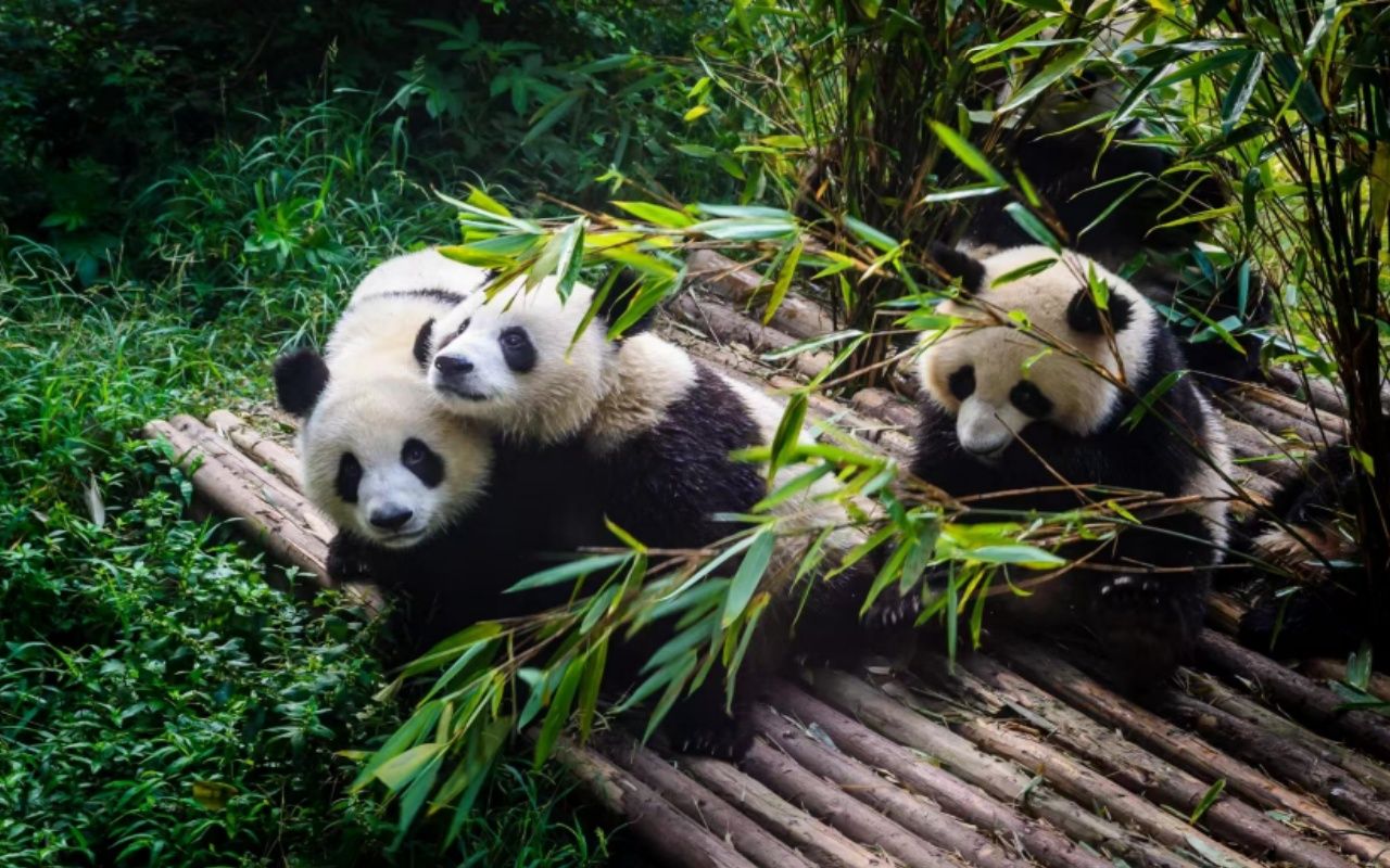 Chengdu Research Base of Giant Panda Breeding