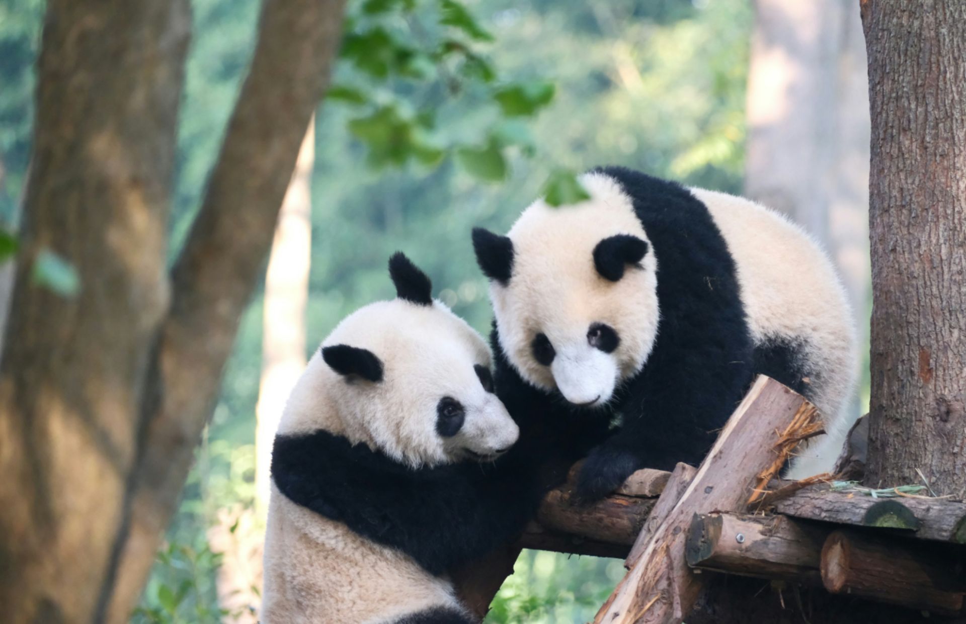 Chengdu scenery