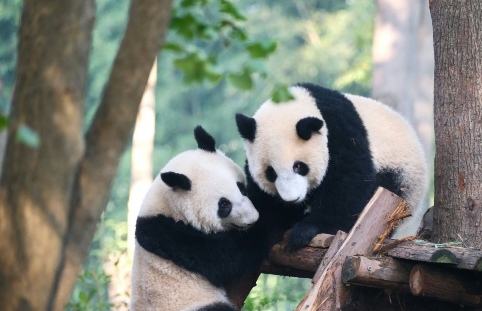 Chengdu