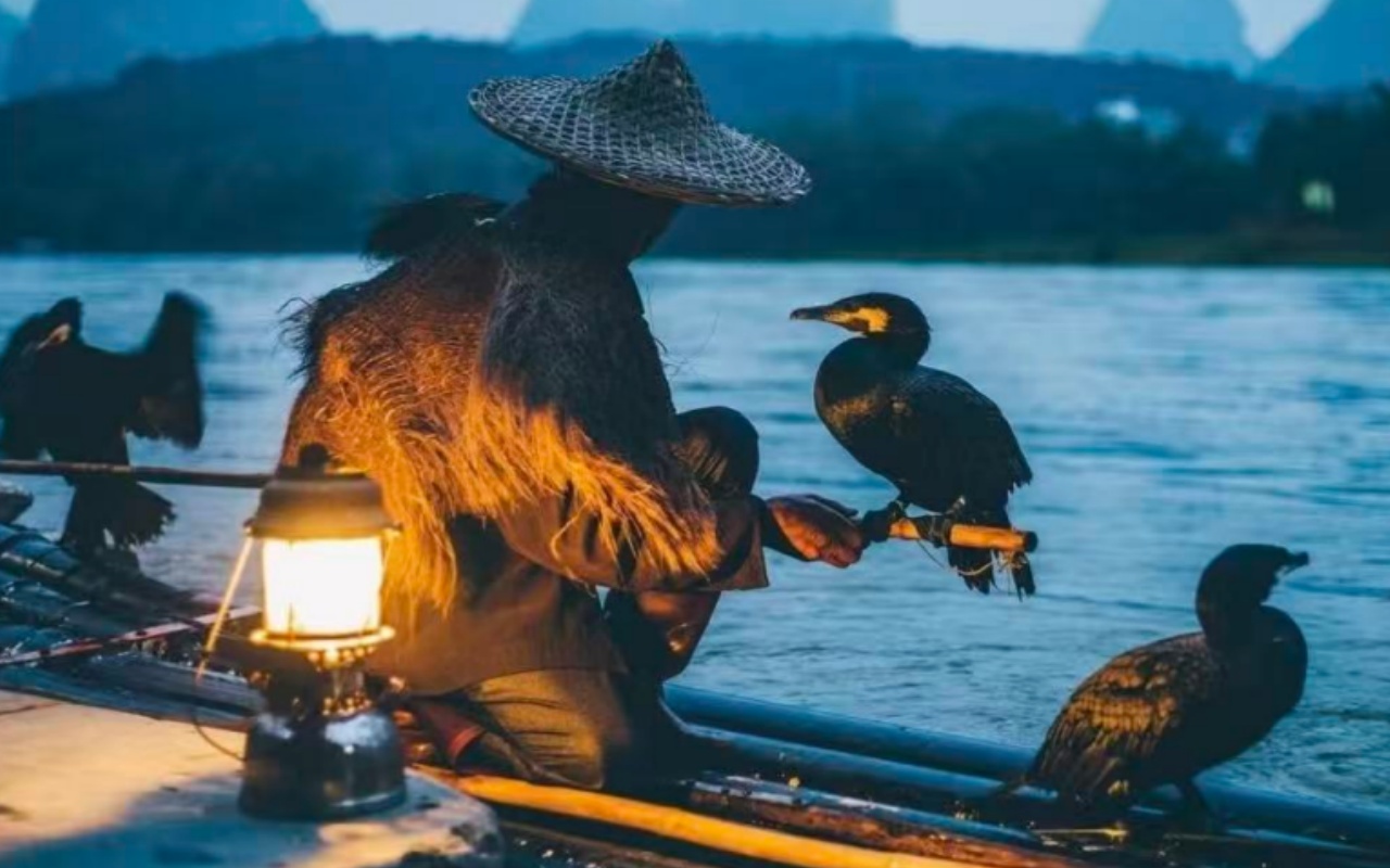 Cormorant Fishing Demonstration