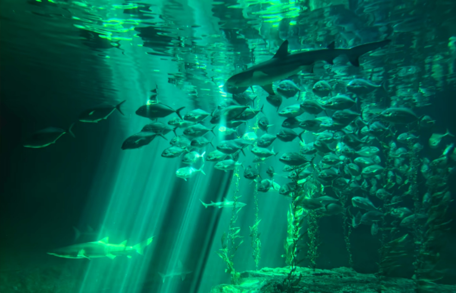 Ocean Park Hong Kong