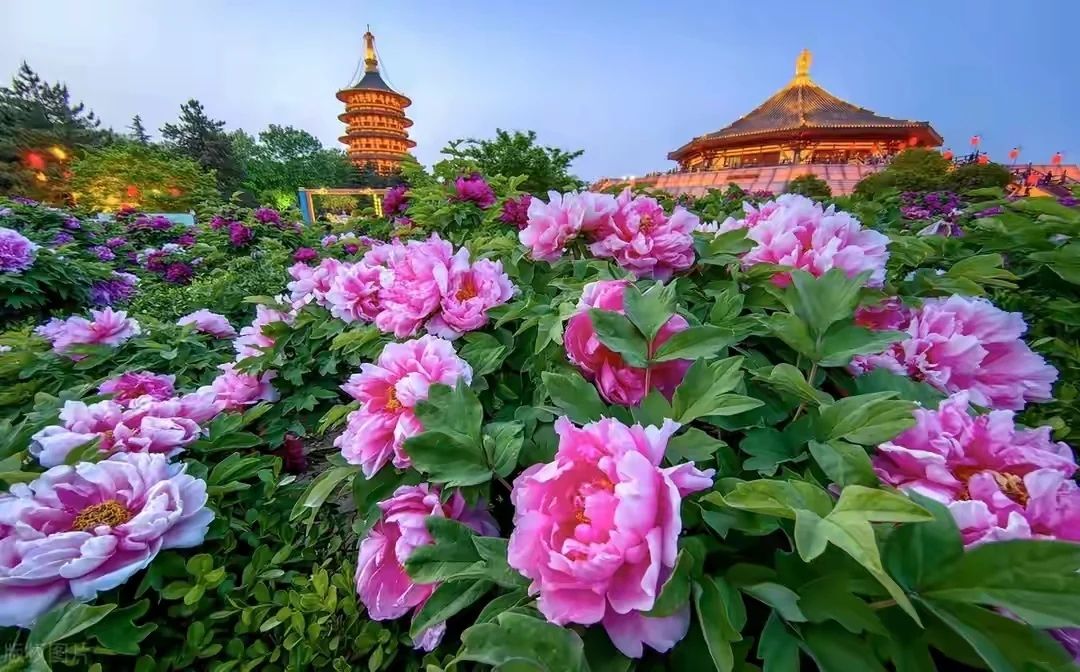 Peonies in April
