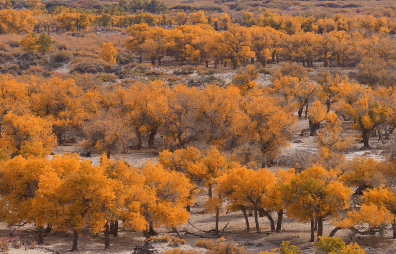 Ejin Populus Euphratica Forest