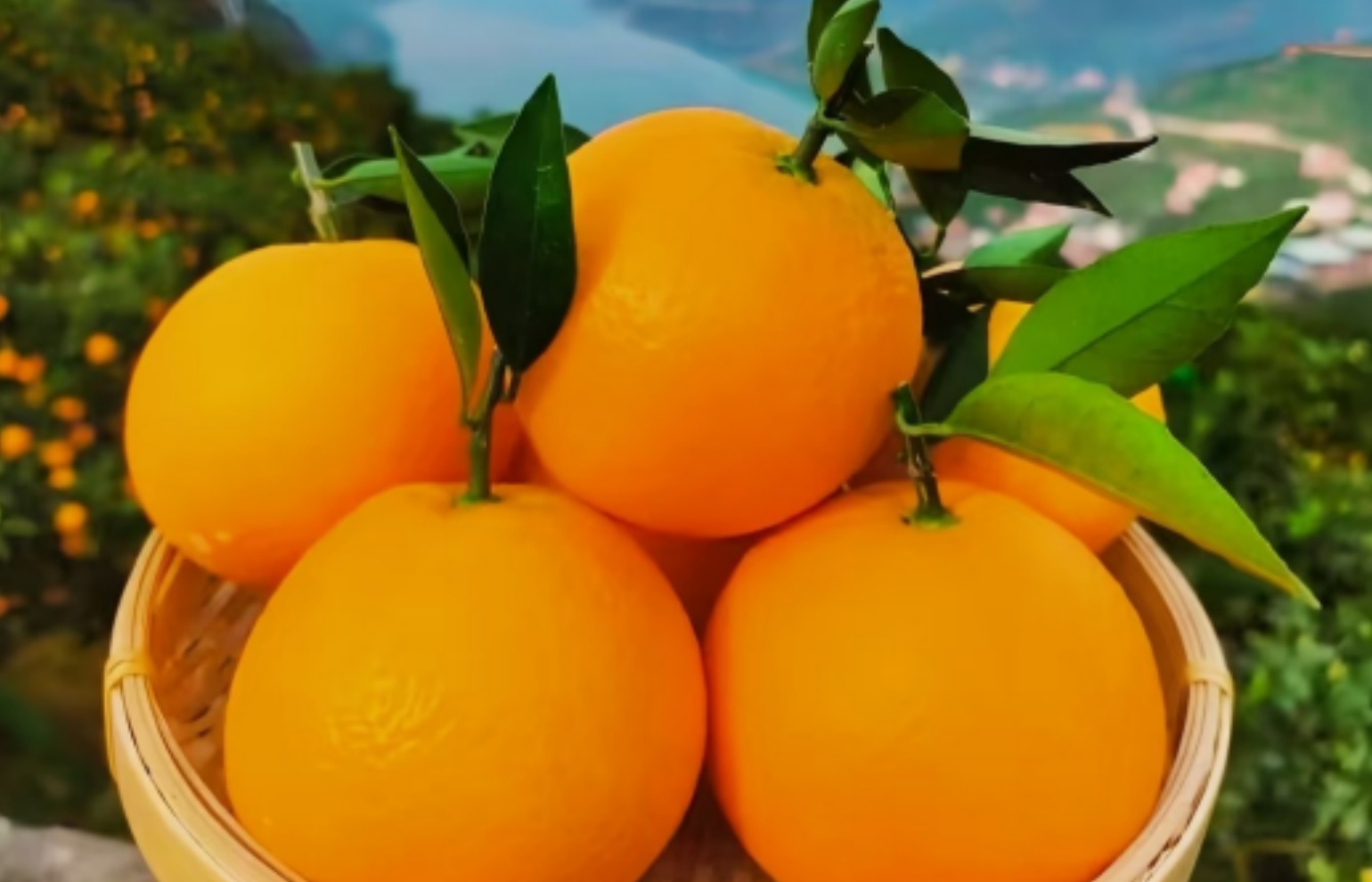 Three Gorges Oranges & Citrus Delights